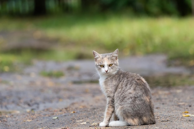 Grau gestreifte Katze geht an der Leine auf grünem Gras im Freien x9