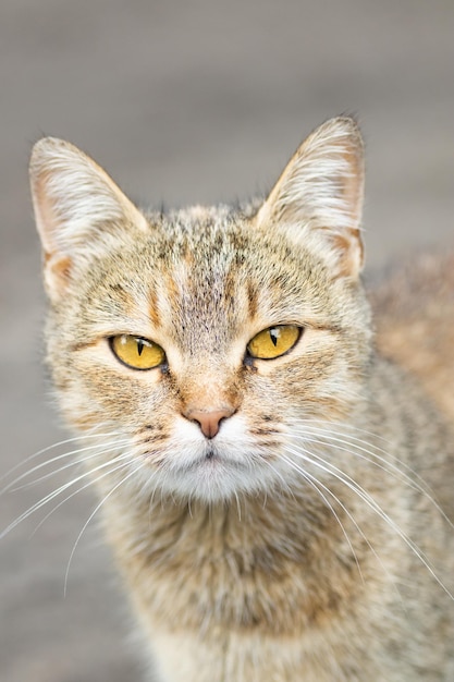 Grau gestreifte Katze geht an der Leine auf grünem Gras im Freien x9