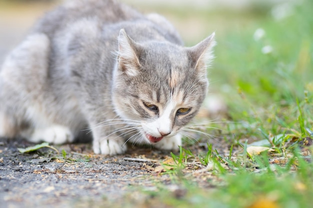 Grau gestreifte Katze läuft an der Leine auf grünem Gras im Freien