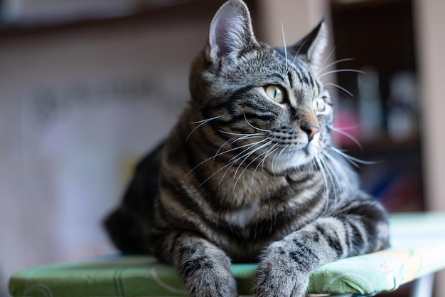 Grau gestreifte Katze liegt und schaut weg