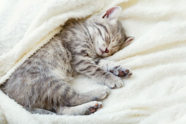 Grau gestreiftes kätzchen. schönes gestreiftes kätzchen schläft auf einem weichen, flauschigen beige plaid. gemütliches zuhause mit haustierkatze, tierbaby. draufsicht mit kopienraum. porträt einer schlafenden katze.