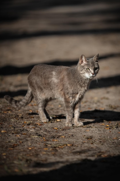 Grau gestreiftes Katzenfototier auf der Straße