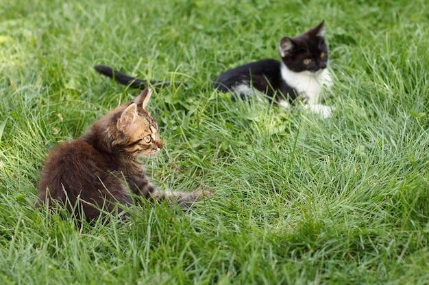 Grau getigerte Katze auf grünem Gras im Garten