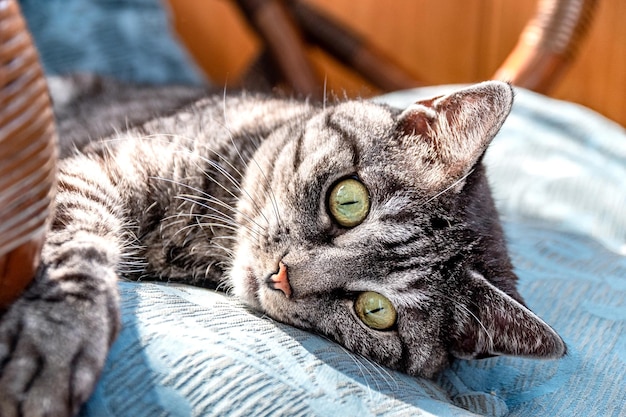 Grau getigerte Katze entspannt sich in der Sonne und schaut in die Kamera Cat's Head closeup