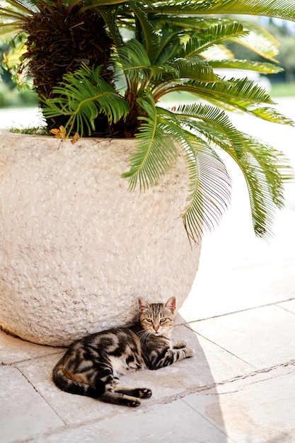 Grau getigerte Katze liegt auf einer Fliese im Schatten einer Wanne mit Dattelpalme