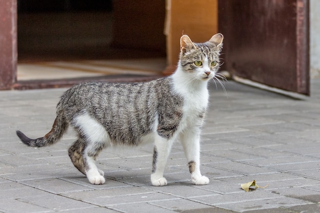 Grau mit weißen Katzenflecken nahe offener Haustür