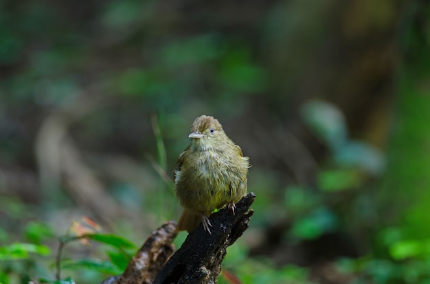 Grauäugiger Bulbul (Iole propinqua) auf Baum