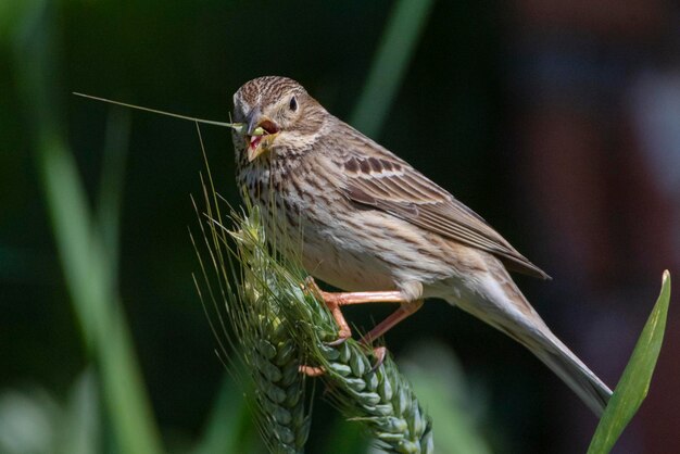 Grauammer Emberiza calandra Cordoba Spanien