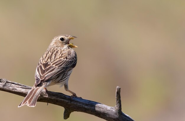 Grauammer Emberiza calandra Ein Vogel singt auf einem Ast sitzend