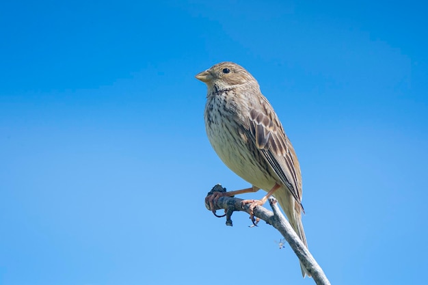 Grauammer Miliaria calandra Malaga Spanien