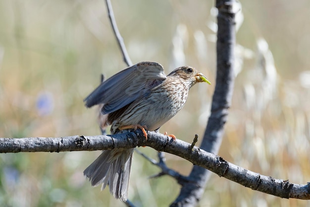 Grauammer Miliaria calandra Malaga Spanien