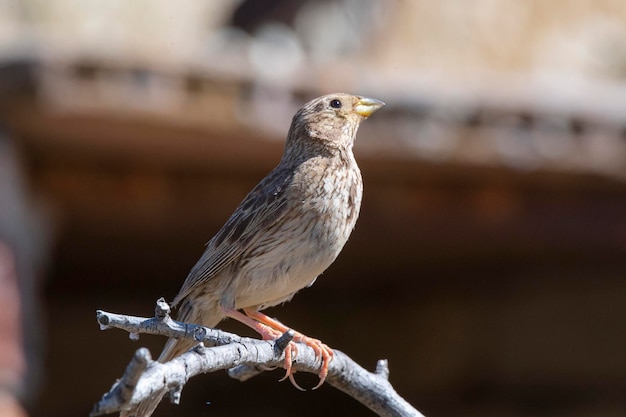 Grauammer Miliaria calandra Malaga Spanien