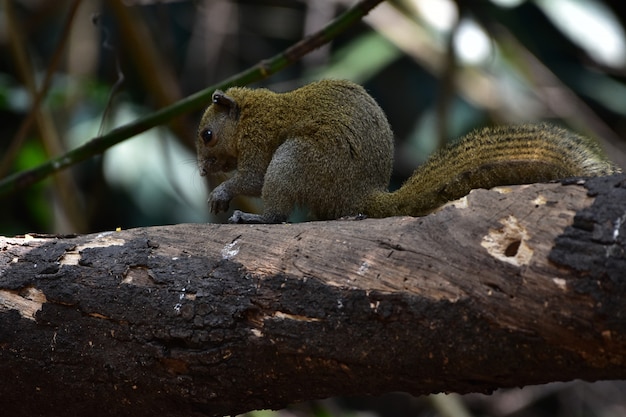 Graubauch Eichhörnchen im Wald