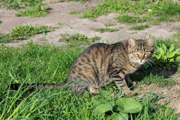 Graue, aufmerksame Katze bereitet sich auf einen Angriff auf das grüne Gras vor