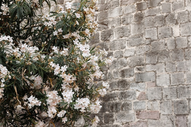 Graue Backsteinmauer und Holz mit weißen Blumen. Hintergrund