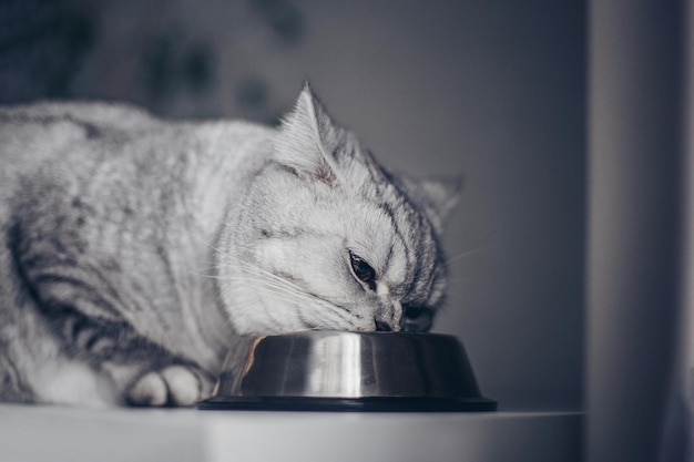 Graue britische fette gestreifte Katze isst aus einer Schüssel auf dem Holzboden Schöne reinrassige Kätzchen in der Küche mit Metallschüssel Schöne rein rassige graue Katze liegt gut gefüttert und sieht ausgezeichnet aus