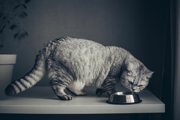 Graue britische fette gestreifte Katze isst aus einer Schüssel auf dem Holzboden Schöne reinrassige Kätzchen in der Küche mit Metallschüssel Schöne rein rassige graue Katze liegt gut gefüttert und sieht ausgezeichnet aus