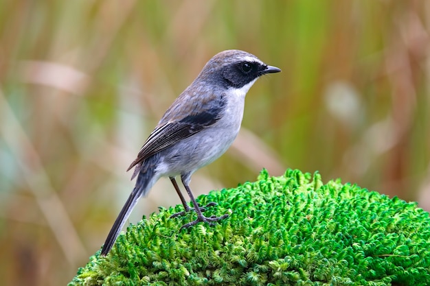 Graue Bushchat Saxicola Vögel von Thailand