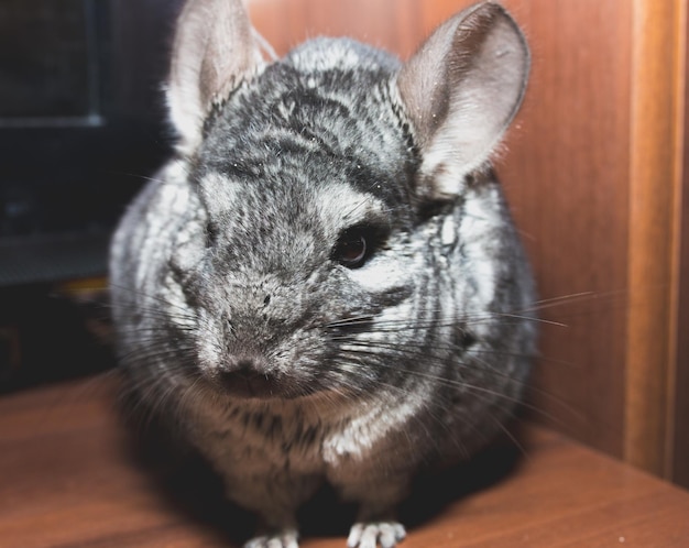 Foto graue chinchilla sitzt neben dem fernseher. nettes flauschiges haustier.