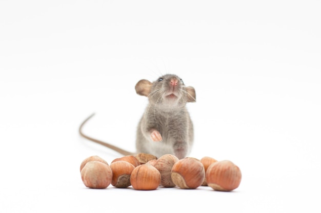 Graue Dumbo-Ratte mit Nüssen auf Weiß