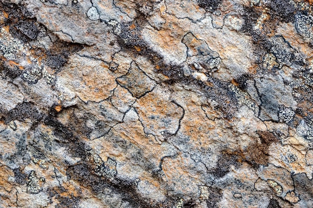 Graue Felsoberfläche mit bunten Flechten für Hintergrund oder Textur