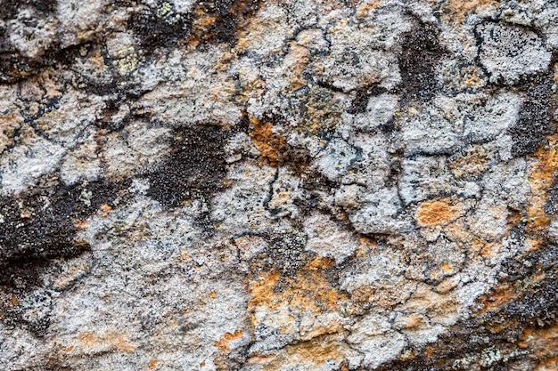 Graue Felsoberfläche mit bunten Flechten für Hintergrund oder Textur