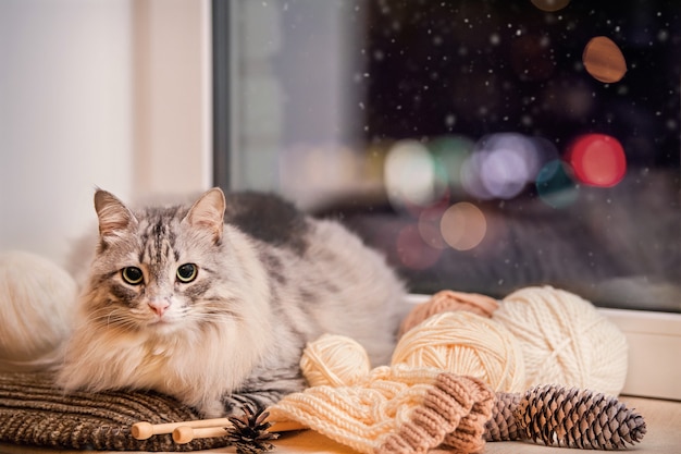 Graue fette flauschige Katze sitzt auf einer Fensterbank zwischen Wollknäueln vor dem Hintergrund des mehrfarbigen Bokehs am Nachthimmel