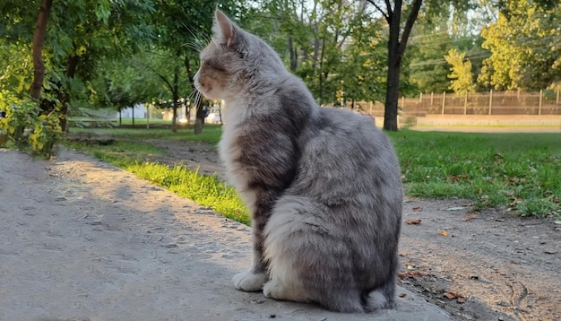 Graue, flauschige Katze auf dem Hintergrund der Natur im Profil.