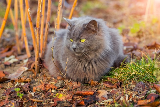 Graue, flauschige Katze, die an einem sonnigen Herbsttag im Garten unter einem Himbeerstrauch sitzt