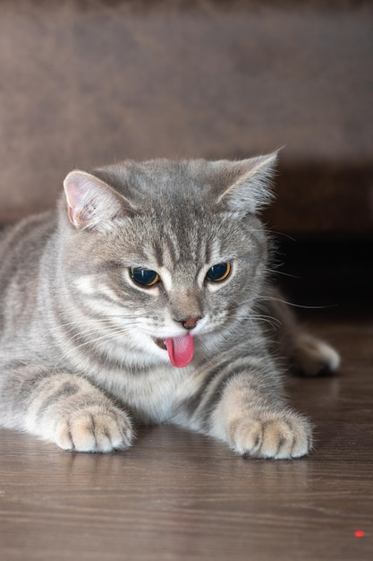 Graue, flauschige Katze mit Zunge, die aus dem vertikalen Rahmen der Nahaufnahme herausragt Die Katze streckte wegen der Hitze die Zunge heraus