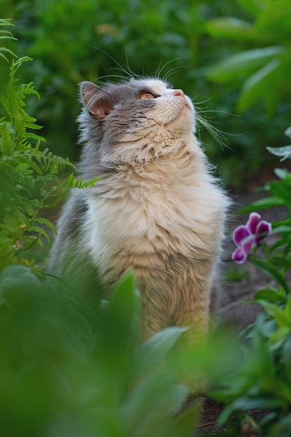 Graue, flauschige Katze Modellierungsfoto der Kurzhaarkatze Katze im Garten Katzenporträt aus nächster Nähe