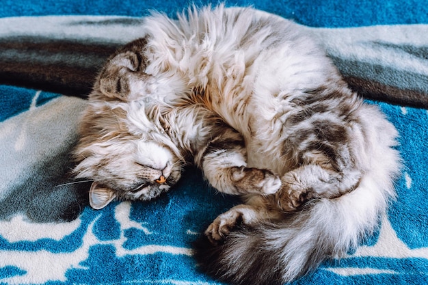 Graue, flauschige Katze schläft in lustiger Pose im Ball. Von oben betrachten