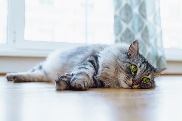 Graue, flauschige, reinrassige Maine-Coon-Katze mit grünen Augen liegt auf Holzparkettboden