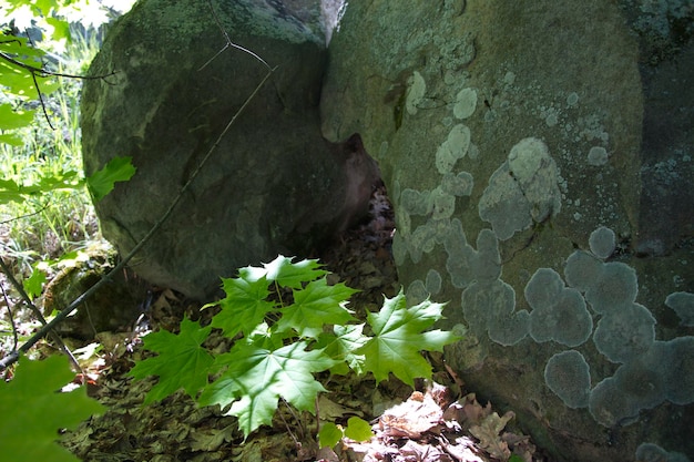 Graue Flechte auf einem großen Stein