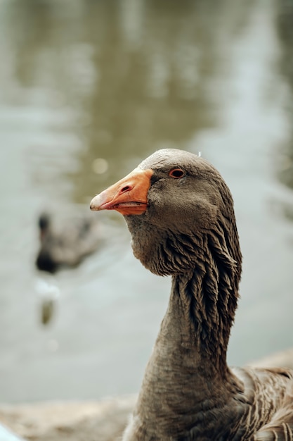 Graue Gans, die die Kamera betrachtet, während sie am Teich steht