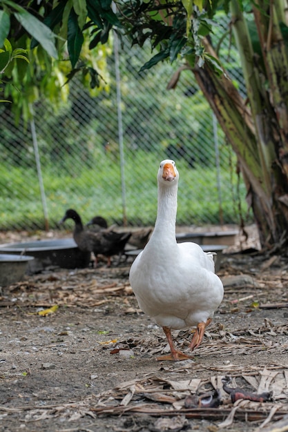 graue Gans, die in Bauernhof bei Thailand geht