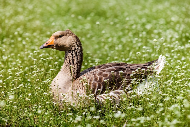 Graue Gans ist im grünen Rasen