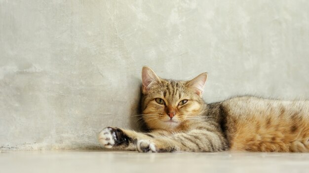 Graue gestreifte Katze, die im Raum liegt.