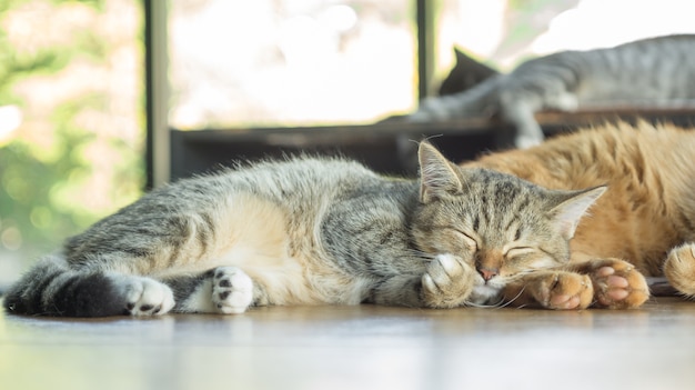 Graue gestreifte Miezekatze, die im Raum liegt