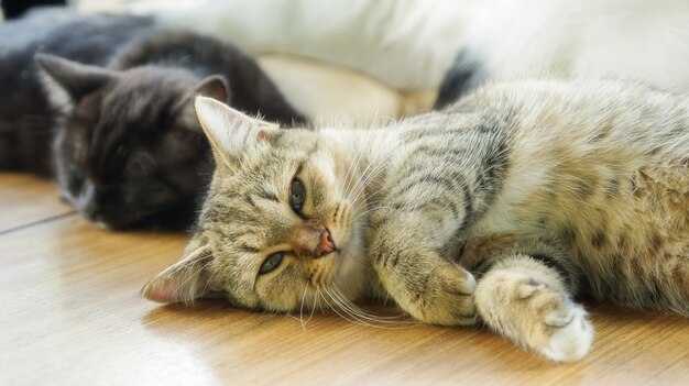 Foto graue gestreifte miezekatze, die im raum liegt.