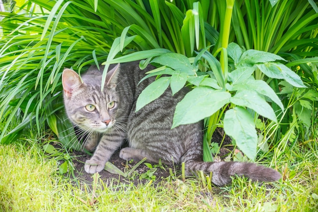 Graue getigerte Katze, die im Gras sitzt