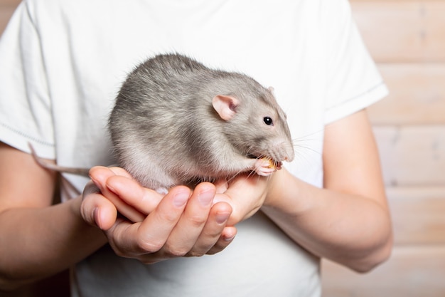 Graue Handratte Dumbo in den Händen eines Kindes. Haustier, Nahaufnahme. Jahr der Ratte 2020.