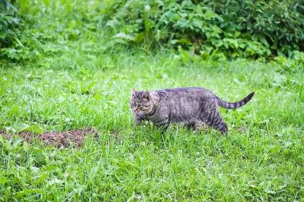 Graue Hauskatze, die an einem Sommertag draußen spazieren geht