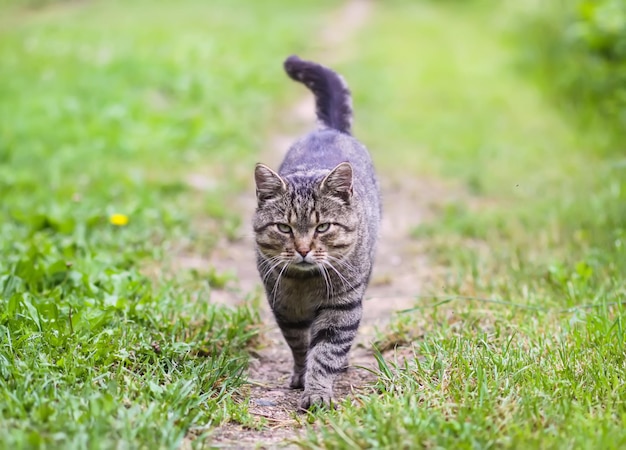 Graue Hauskatze, die an einem Sommertag draußen spazieren geht