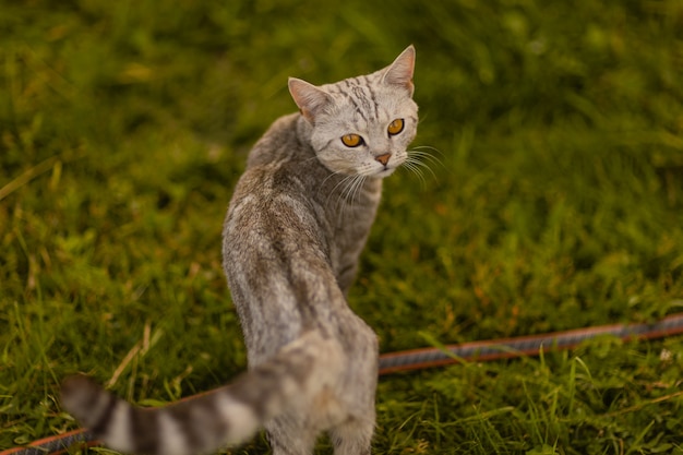 Graue Hauskatze, die auf grünem Gras geht