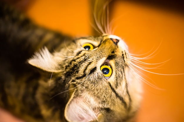 Graue Hauskatze, die oben auf braunem Hintergrund schaut