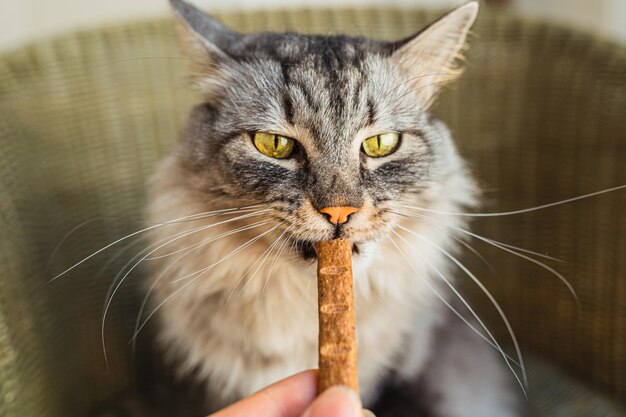 Graue Hauskatze frisst Leckereien mit Vitaminzusätzen