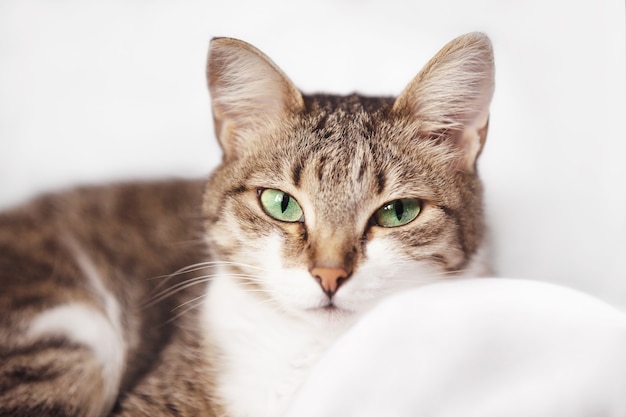 graue Hauskatze mit grünen Augen auf weißem Hintergrund