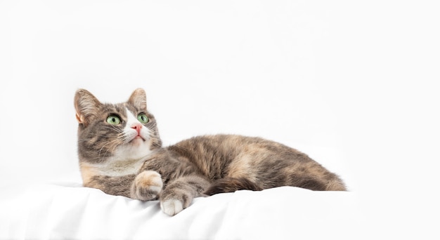 graue Hauskatze mit grünen Augen auf weißem Hintergrund