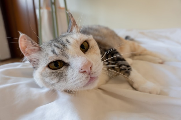 Graue Hauskatze sitzt zu Hause auf dem Bett